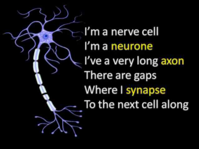 The Nerve Song